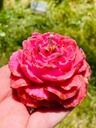 Peony Scented Flower Decorative Candles ( 4 PC ) , Rose Scented, Self Love Pink Gift, Home Décor, Blooming Candles