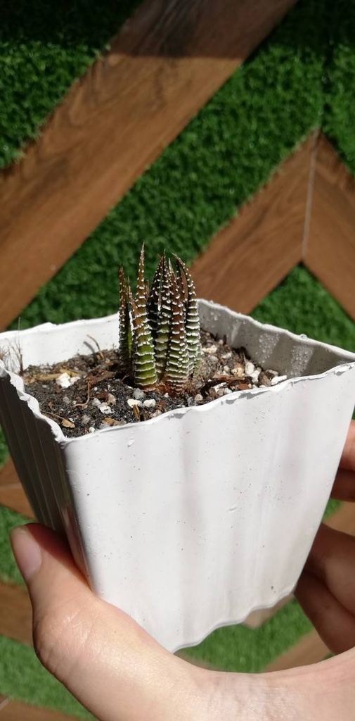Brown Haworthia IMG # 1