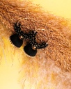 Silk Thread Jhumka