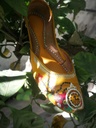 Hand Painted Leather Khussa