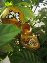 Hand Painted Leather Khussa