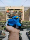 The Scotty Planter - Blue