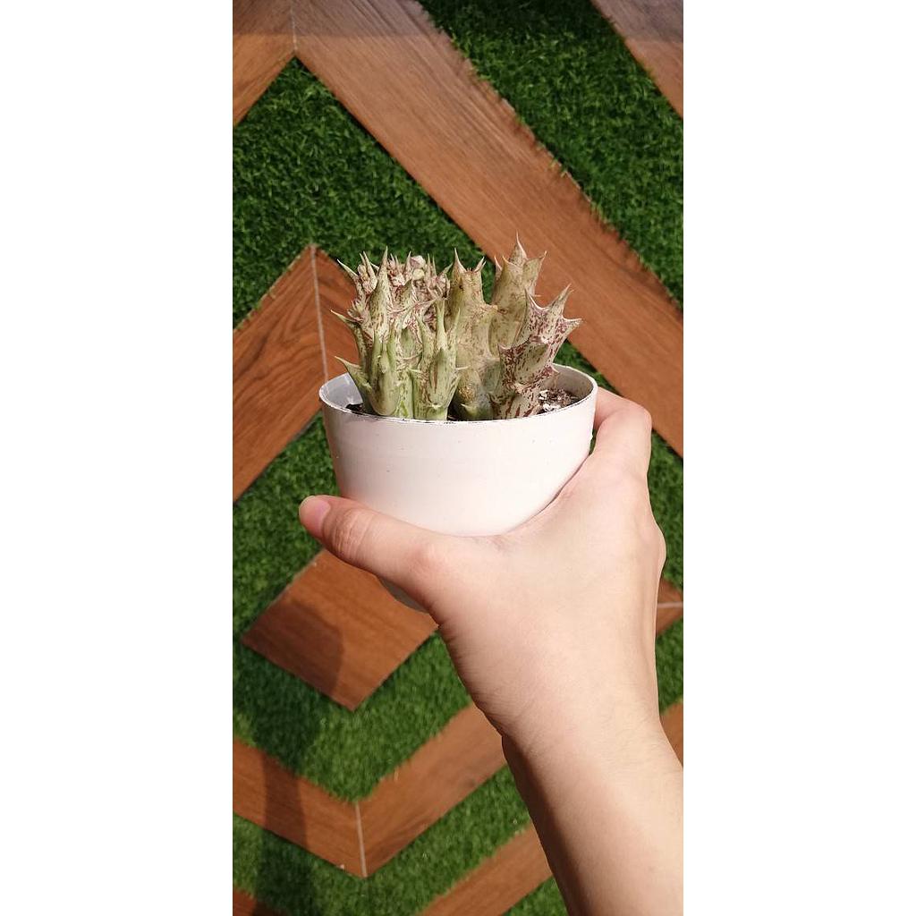 Stapelia