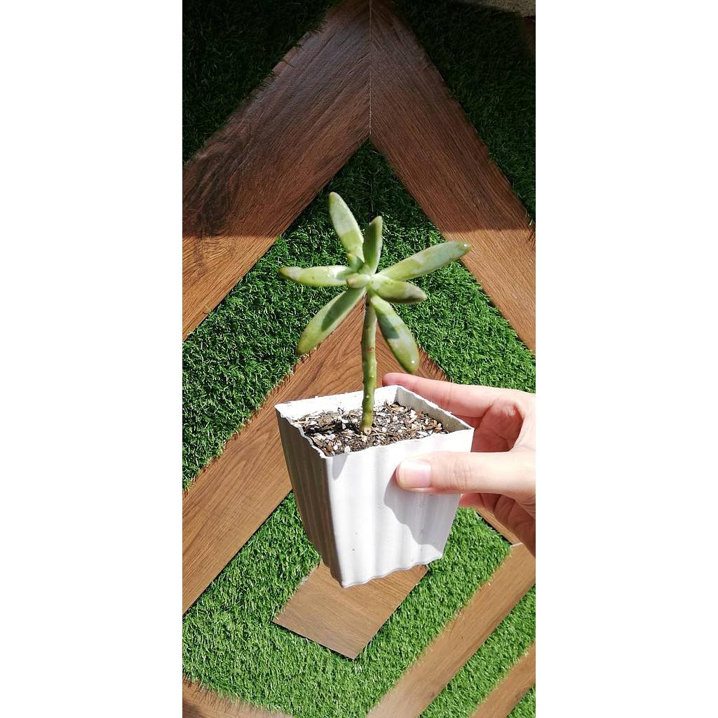 Succulent