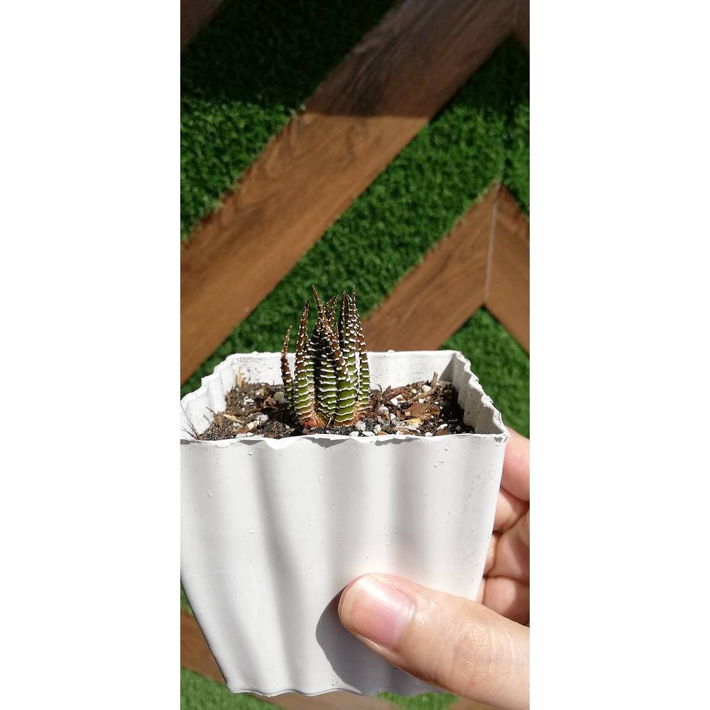 Brown Haworthia