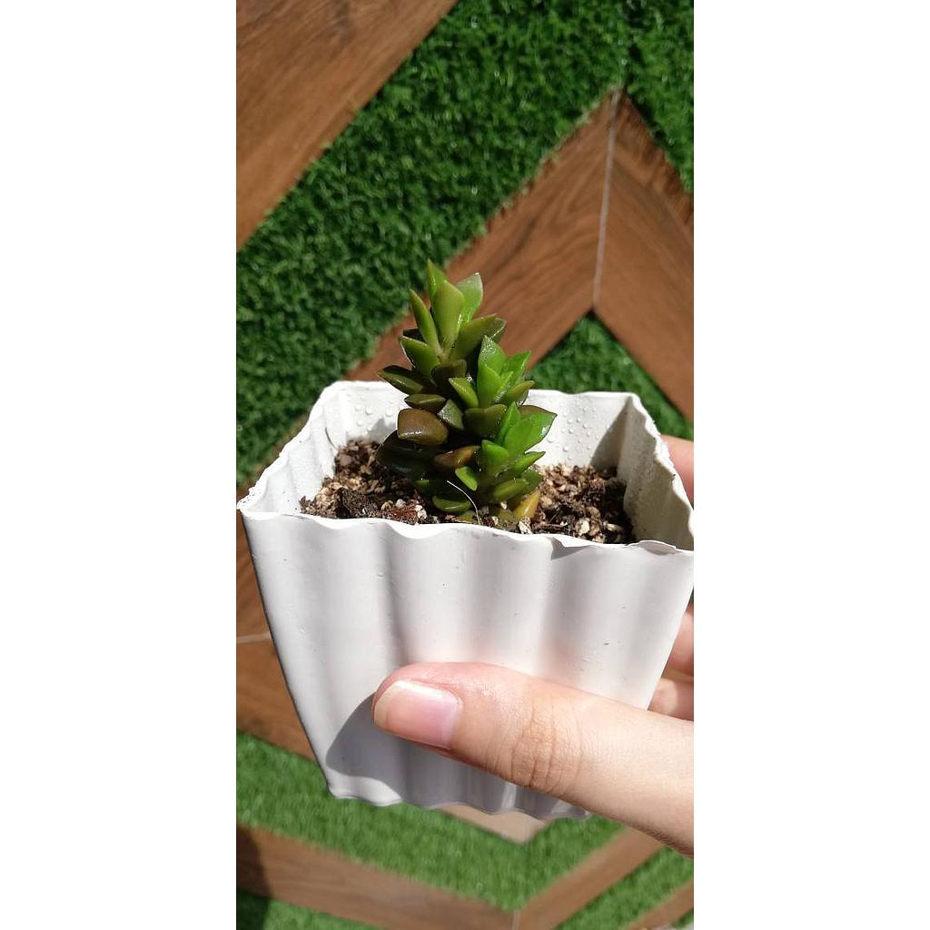 Succulent